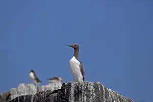 Outcrops: Guillemot Uria aalge colonies on rock outcrops Staple