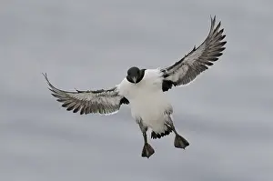 Alcidae: Guillemot (Uria aalge) with legs down and wings