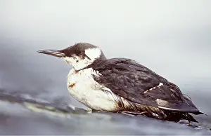 Fuel: GUILLEMOT - victim of fuel oil