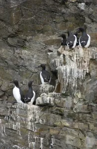 Faeces: Guillemots - On cliff edge