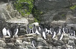 Sophie Gooders: Guillemots - On cliff edge