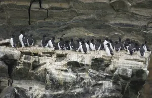 Faeces: Guillemots - On cliff edge