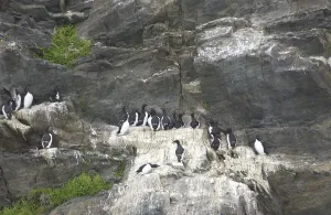 Faeces: Guillemots - On cliff edge