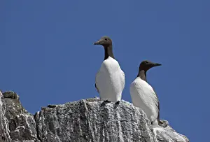 Outcrops: Two Guillemots Uria aalge colonies nesting on rock