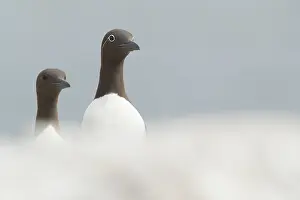 Alcidae: Two Guillemots (Uria aalge) stare adamantly into