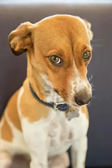 Jack: Guilty face of a mixed breed puppy dog