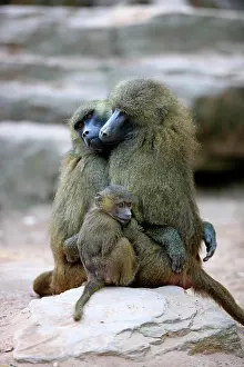 Grip: Guinea Baboon (Papio papio), females and an infant