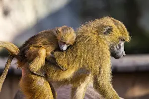 Section: Guinea baboon (Papio papio) mother with her youngster walking