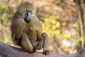 Section: Guinea baboon (Papio papio) sitting on the ground