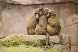 Baboons: Guinea baboon (Papio papio) sitting on a tree