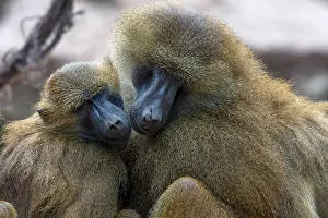 Sniff: Two Guinea baboon also or (Papio papio), sleeping