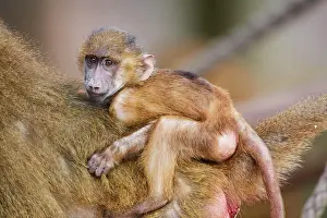 Cling: Guinea baboon (Papio papio), young clinging to mother