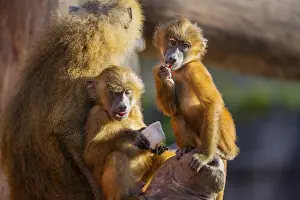 Section: Guinea baboon (Papio papio) youngster sitting on the tree trunk