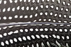 Guineafowls: Guinea Fowl - close-up of feather