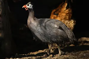 Farmyards: Guinea fowl in a henhouse France
