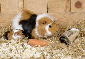 Hutch: Guinea Pig - with 3 day old young