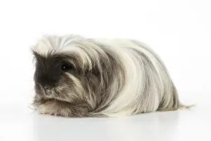 Hairstyle: Guinea pig