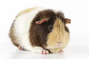 Hairstyle: Guinea pig