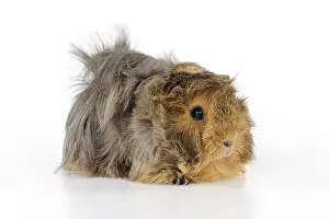 Hairstyle: Guinea pig