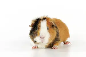 Hairstyle: Guinea pig