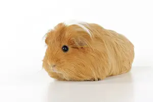 Hairstyle: Guinea pig