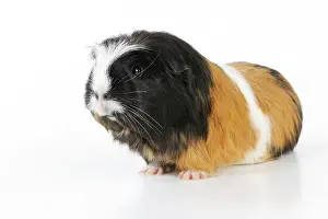 Hairstyle: Guinea pig