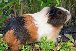 Guinea Pig