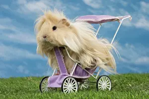 Pram: Guinea Pig