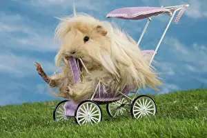 Pram: Guinea Pig