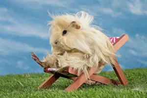 Chilling: Guinea Pig