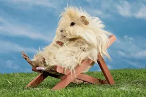 Chilling: Guinea Pig