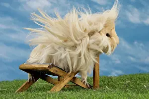 Chilling: Guinea Pig