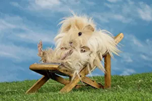 Chilling: Guinea Pig