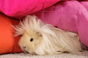 Hairstyle: Guinea Pig