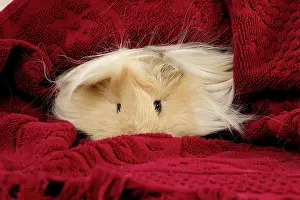 Hairstyle: Guinea Pig