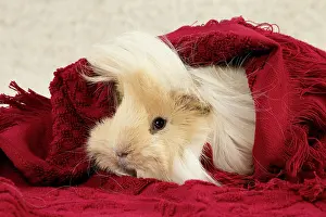 Hairstyle: Guinea Pig