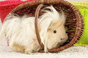 Hairstyle: Guinea Pig