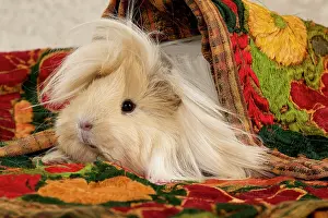 Hairstyle: Guinea Pig
