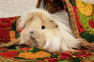 Hairstyle: Guinea Pig