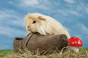 Shoe: Guinea Pig