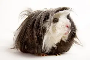 Hairstyle: Guinea pig