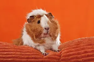 Viewed: Guinea pig