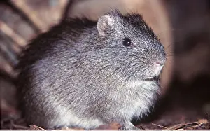 Chris Martin Bahr: GUINEA PIG