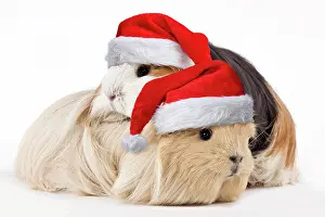 250619: Guinea Pig, adults wearing Christmas hats