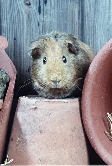 Pots: GUINEA PIG - amonst flower pots