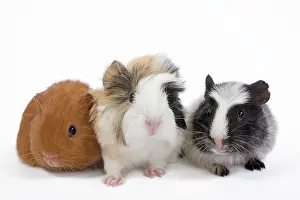 Pigs: Guinea pig - babies in studio