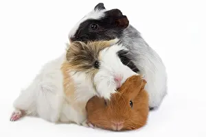 Pigs: Guinea pig - babies in studio