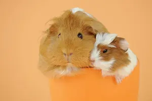 Hairstyle: Guinea pig and baby guinea pig sitting in cup