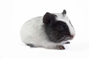Gunea: Guinea pig - baby in studio