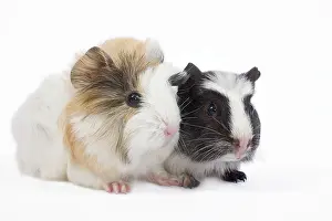Gunea: Guinea pig - baby in studio